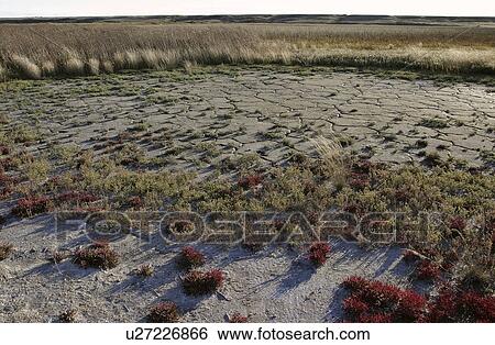 wildlife, growing, lake, eyebrow, mudflats, plants View Large Photo Image Stock Photograph - wildlife, growing, lake, eyebrow, mudflats, plants. Fotosearch
