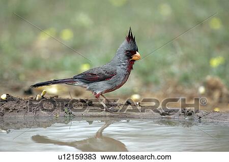 Stock Image - wildlife, texas, water, standing, birds, pyrrhuloxia. Fotosearch