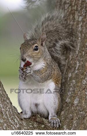 Stock Photography - wildlife, tree, usa, florida, scenic, squirrel. Fotosearch