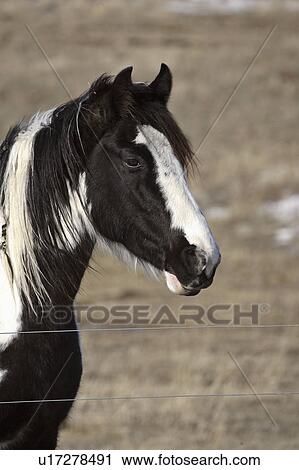winter, domestic, pasture, horse View Large Photo Image Stock Image - winter, domestic, pasture, horse. Fotosearch