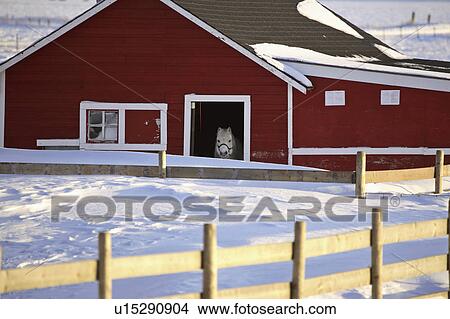 Picture - winter, horse, stable, out, looking, white. Fotosearch