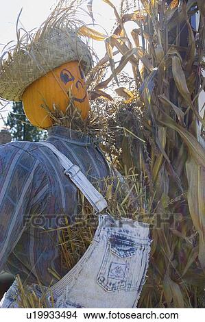 Picture - wisconsin, scarecrow, cable, head, pumpkin, halloween. Fotosearch