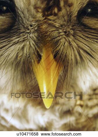 Stock Photo - yellow, proud, eyes, owl. Fotosearch