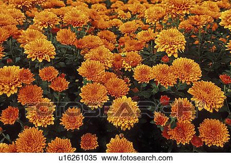 Stock Photography - york, chrysanthemums, new, asteraceae, vicki, garden. Fotosearch