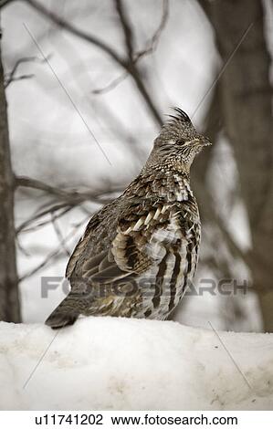 Stock Image - 43, grouse, mediumsized, umbellus, bonasa, ruffed. Fotosearch