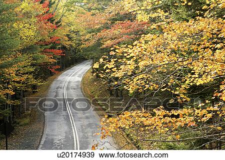 acadia, winding, forest, autumn, through, road View Large Photo Image Stock Photo - acadia, winding, forest, autumn, through, road. Fotosearch