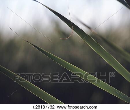 accessory, swamp, up, close, wetlands, grass View Large Photo Image Stock Image - accessory, swamp, up, close, wetlands, grass. Fotosearch