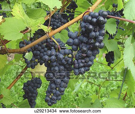 Picture - addendum, purple, accessory, vine, grapes, bunch. Fotosearch