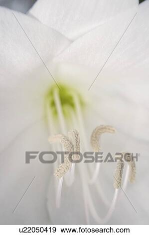 agribusiness, parts, beauty, detail, flower, reproductive View Large Photo Image Stock Photo - agribusiness, parts, beauty, detail, flower, reproductive. Fotosearch