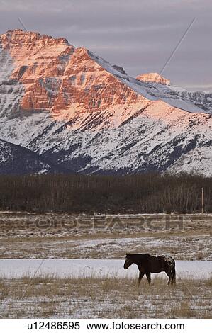 Stock Photography - alberta, covered, rocky, winter, mountains, snow. Fotosearch