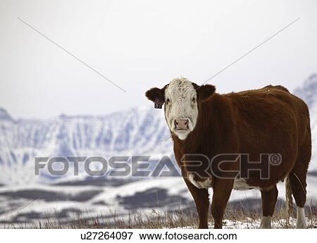 alberta, mountains, covered, snow, winter, rocky View Large Photo Image Stock Photo - alberta, mountains, covered, snow, winter, rocky. Fotosearch