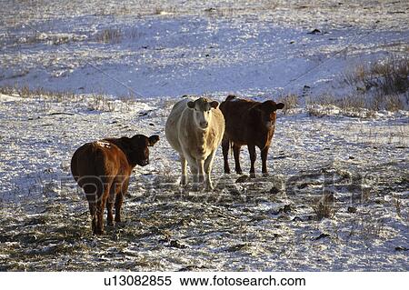 alberta, snow, winter, pasture, covered, cattle View Large Photo Image Stock Photography - alberta, snow, winter, pasture, covered, cattle. Fotosearch