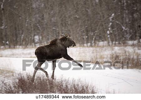 alces, deer, largest, americanus, moose View Large Photo Image Picture - alces, deer, largest, americanus, moose. Fotosearch