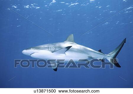 Stock Image - amblyrhynchos, reef, carcharhinus, whaler, shark, grey. Fotosearch