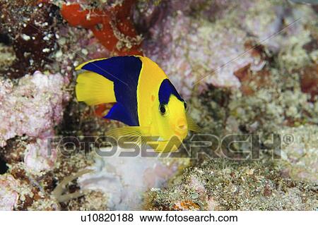 Stock Photo - angelfish, centropyge, fish, angel, bicolor. Fotosearch