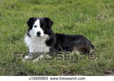 Stock Image - animal, providenciales, bwi, caicos, turks, 2006. Fotosearch