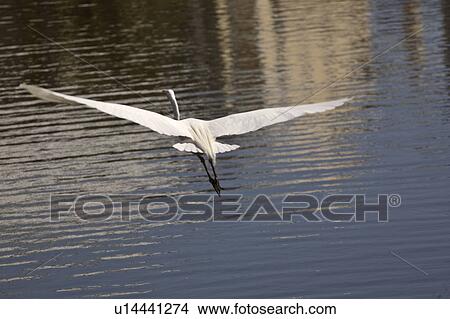 ardea, egret, usa, florida, scenic, great View Large Photo Image Picture - ardea, egret, usa, florida, scenic, great. Fotosearch