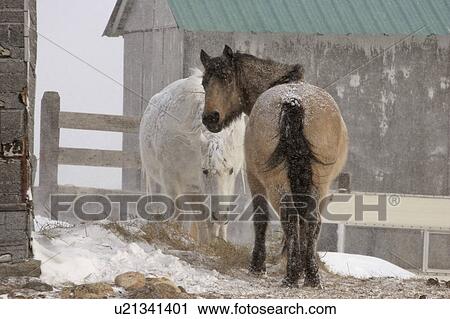 area, horses, off, fenced, feeding, snowcovered View Large Photo Image Stock Image - area, horses, off, fenced, feeding, snowcovered. Fotosearch