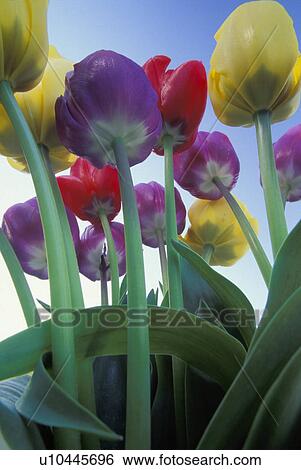 arrangement, flower, floral, beauty, bulbs, colorfull View Large Photo Image Stock Photograph - arrangement, flower, floral, beauty, bulbs, colorfull. Fotosearch