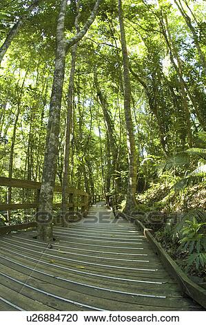 australia, green, east, north, rainforrest, lush View Large Photo Image Stock Image - australia, green, east, north, rainforrest, lush. Fotosearch
