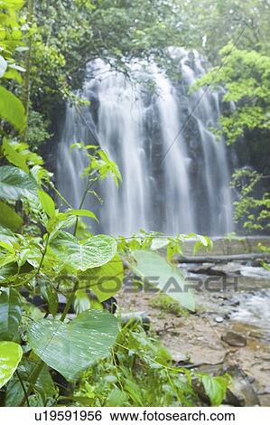 australia, rain, northern, beautiful, forrest, waterfall View Large Photo Image Stock Photograph - australia, rain, northern, beautiful, forrest, waterfall. Fotosearch