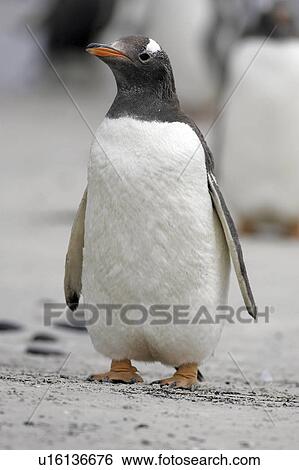 Stock Photograph - baby, penguin, birds, islands, falkland, gentoo. Fotosearch