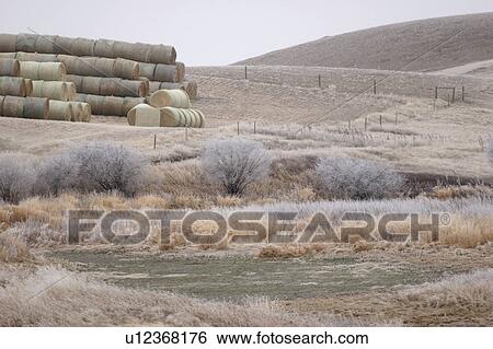 bales, frost, hay, plants, covering, hoar View Large Photo Image Stock Photograph - bales, frost, hay, plants, covering, hoar. Fotosearch