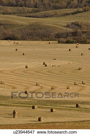 bales, laying, hay, field, down, cattle View Large Photo Image Stock Photo - bales, laying, hay, field, down, cattle. Fotosearch