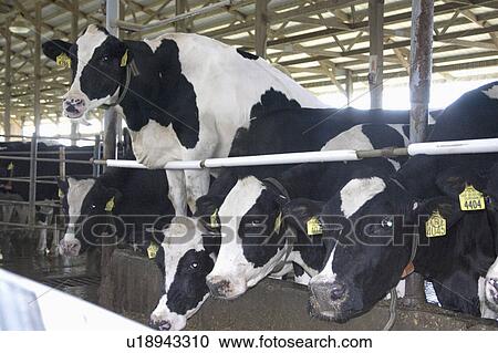 Stock Image - barn, feeding, cow, outdoor, sheltered, cows. Fotosearch