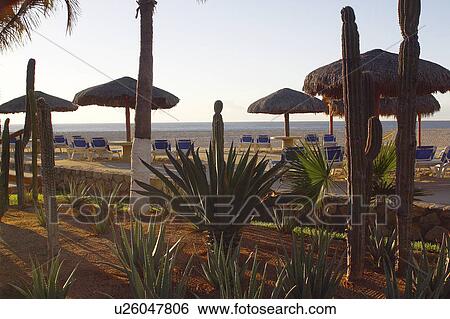 Stock Photograph - beach, cabos, hotel, chairs. Fotosearch