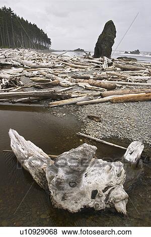 beach, mouth, ruby, creek, cedar, driftwood View Large Photo Image Stock Photo - beach, mouth, ruby, creek, cedar, driftwood. Fotosearch