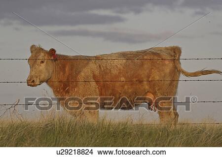 Picture - beef, fence, canada, saskatchewan, scenic, cow. Fotosearch