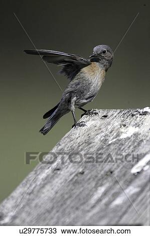Stock Image - behavior, western, uncommon, posturing, bluebird, female. Fotosearch
