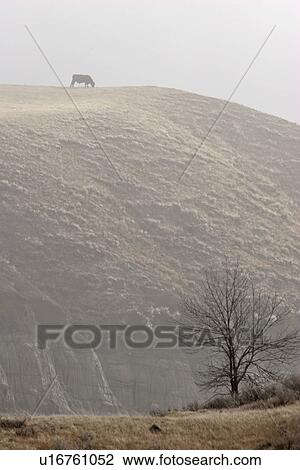 big, grazing, fog, morning, hill, cow View Large Photo Image Stock Image - big, grazing, fog, morning, hill, cow. Fotosearch