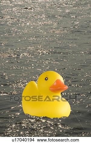 Picture - bill, float, duck, beak. Fotosearch