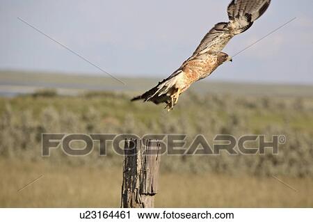 bird, hawk, large, swainsoni, buteo, swainsons View Large Photo Image Stock Image - bird, hawk, large, swainsoni, buteo, swainsons. Fotosearch