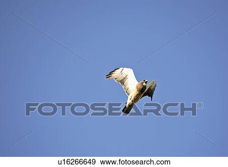Stock Photo - bird, hawk, large, swainsoni, buteo, swainsons. Fotosearch