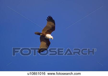 bird, redbacked, kite, brahminy, seaeagle, known View Large Photo Image Stock Photograph - bird, redbacked, kite, brahminy, seaeagle, known. Fotosearch