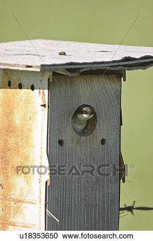 Stock Image - birdhouse, swallow, its, out, peaking, tree. Fotosearch