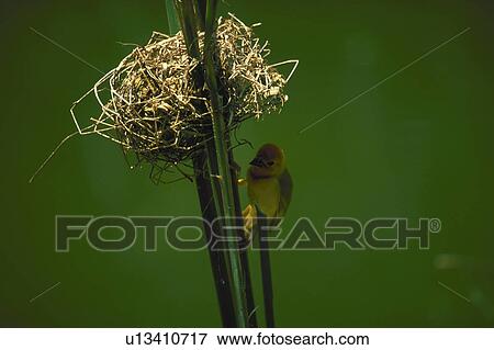 birds, kenya, wildlife, bird, animal, africa View Large Photo Image Stock Photo - birds, kenya, wildlife, bird, animal, africa. Fotosearch