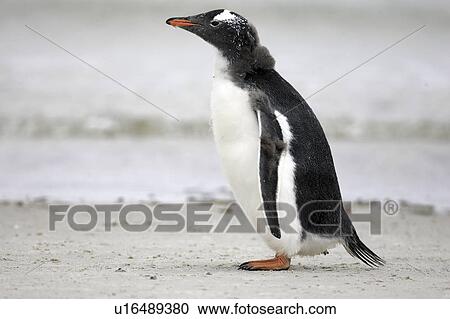 birds, penguin, islands, falkland, young, gentoo View Large Photo Image Stock Image - birds, penguin, islands, falkland, young, gentoo. Fotosearch