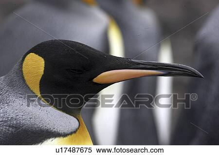 birds, penguin, portrait, islands, falkland, king View Large Photo Image Stock Photography - birds, penguin, portrait, islands, falkland, king. Fotosearch