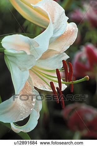 blanca, hybrid, casa, lilium, lily, oriental View Large Photo Image Picture - blanca, hybrid, casa, lilium, lily, oriental. Fotosearch