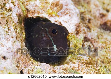 Stock Image - blenny, hole, out, peering, tiny. Fotosearch