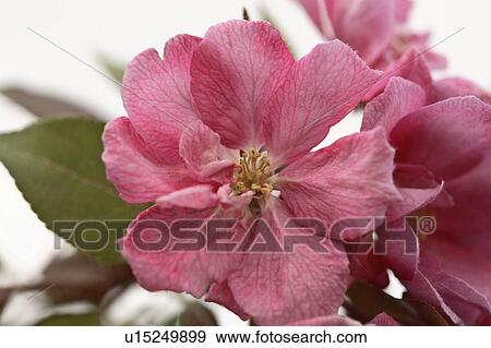Stock Photo - bloom, reddish, saskatchewan, blossums. Fotosearch