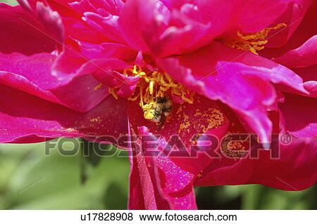 blooming, saskatchewan, scenic, flower, bee View Large Photo Image Stock Photo - blooming, saskatchewan, scenic, flower, bee. Fotosearch
