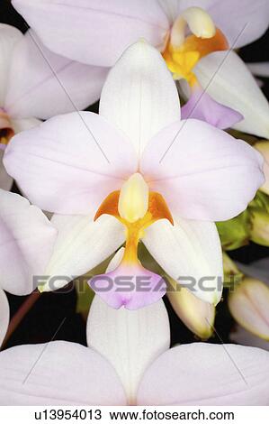 blooms, spathoglottis, flowers, holder, plicata, orchid View Large Photo Image Stock Image - blooms, spathoglottis, flowers, holder, plicata, orchid. Fotosearch