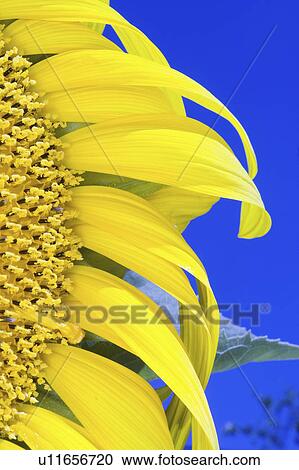 Stock Image - blossom, giant, full, sunflower, russian, detail. Fotosearch