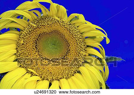 blossom, giant, full, sunflower, russian, detail View Large Photo Image Stock Image - blossom, giant, full, sunflower, russian, detail. Fotosearch