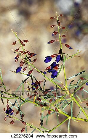 Picture - blossoms, palms, nine, twenty, indigo. Fotosearch